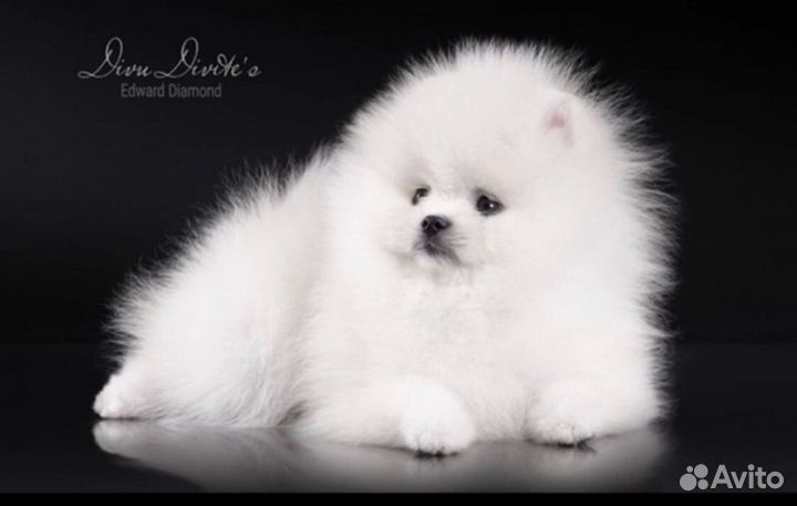 Померанский шпиц мини