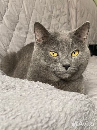 Отдам в добрые руки котят