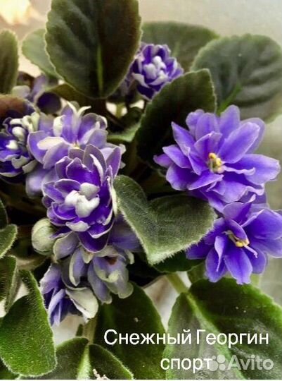 Фиалка лист