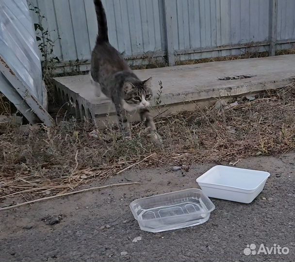 Кошка с котёнком