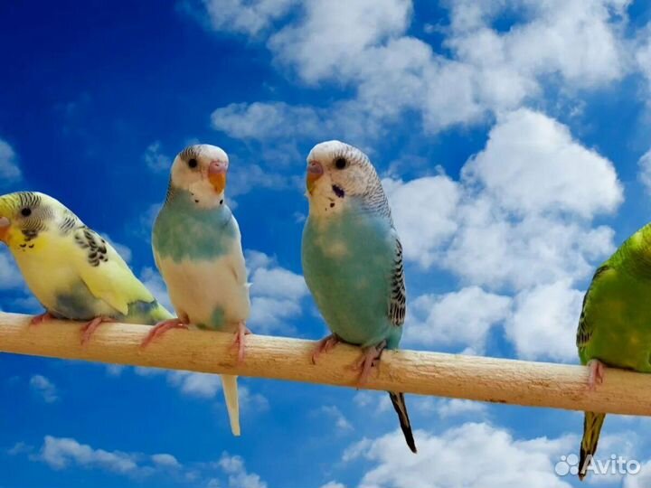 Волнистые птенчики