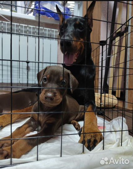 Щенки добермана