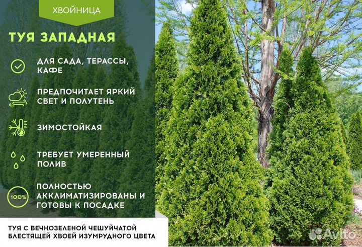 Туя западная Смарагд