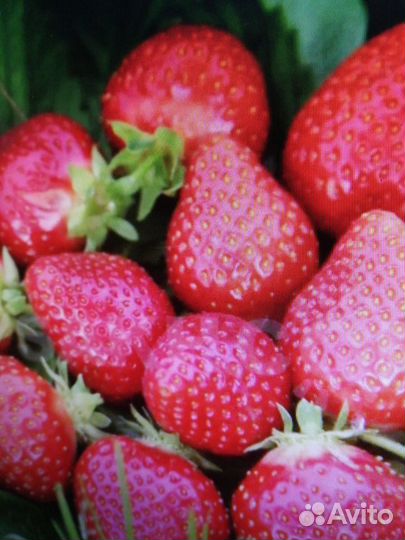 Рассада клубники