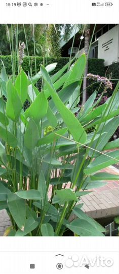 Водные растения для пруда