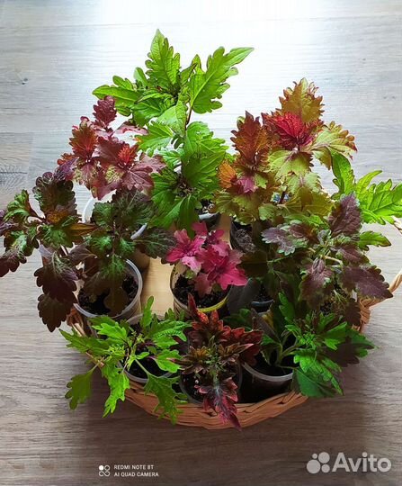 Колеусы вегетативные