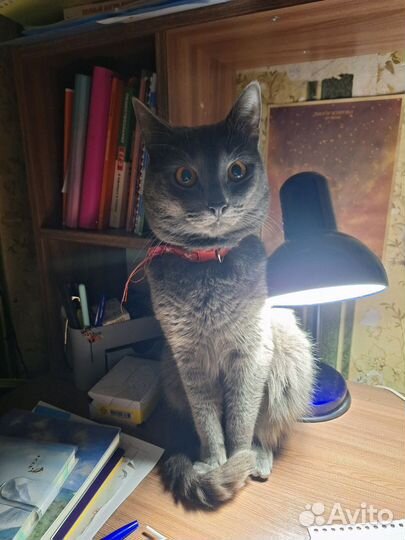Отдам котов