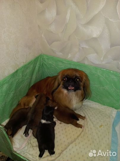 Щенки пекинеса