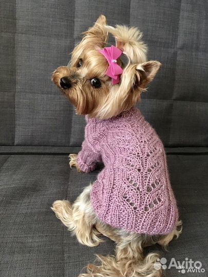 Одежда для собак