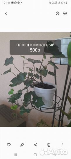 Комнатные цветы