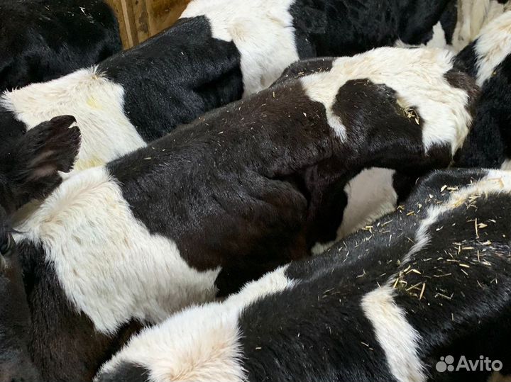 Бычки телочки