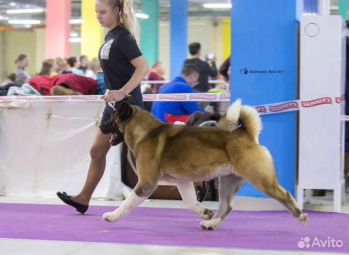 Услуги хендлера