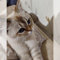 Шотландская прямоухая короткошёрстная кошка, взрослая