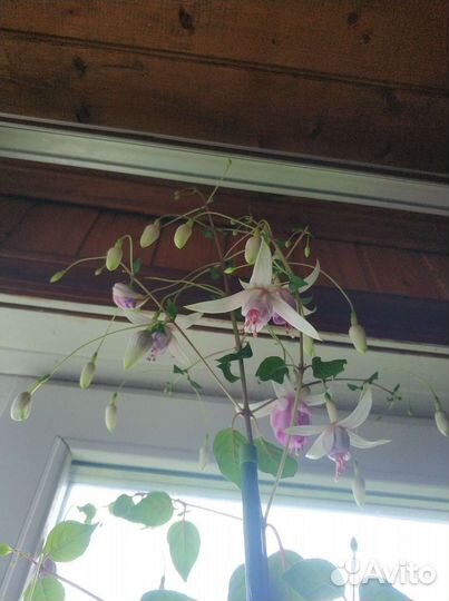 Фуксия Laura Biolcati-Rinaldi