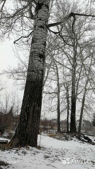 Тополь дерево