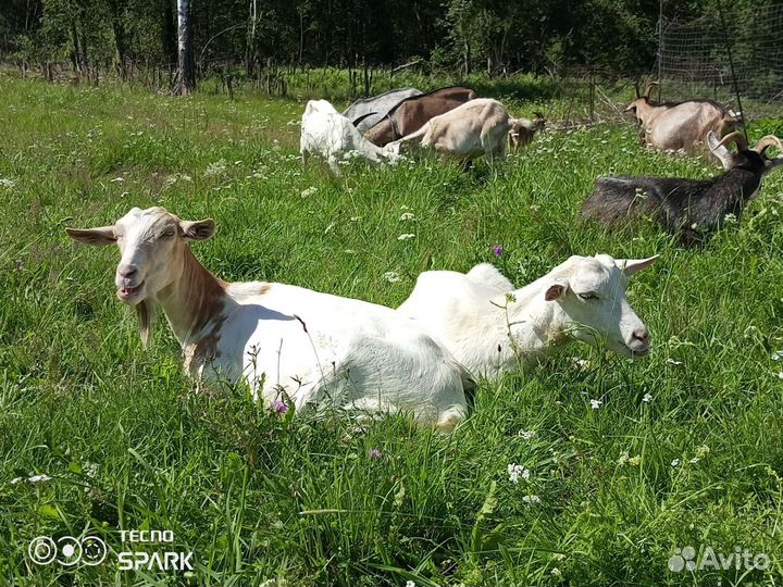 Коза