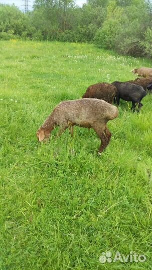 Овцы бараны ягнята