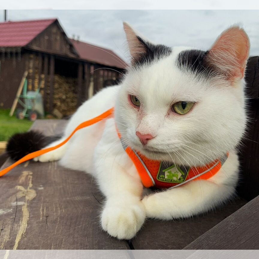 Можно я буду вашим котиком