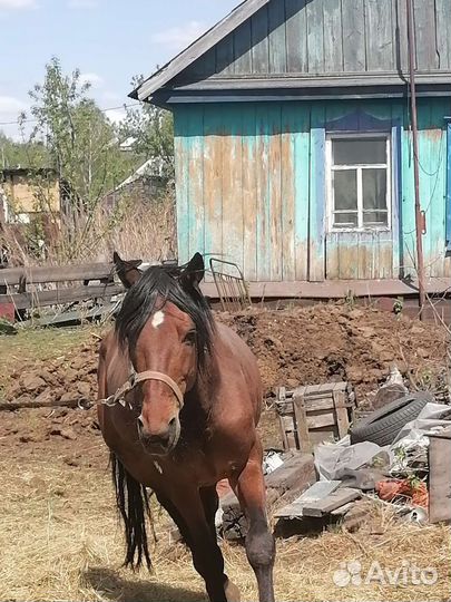 Жеребец орловский рысак