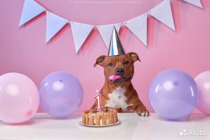 Собаки для рекламы, фотосессии, съёмок