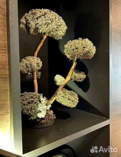 Дерево бонсай