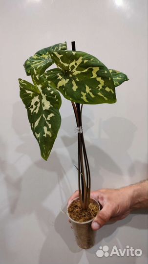 Алоказия,монстеры, сингониумы и др