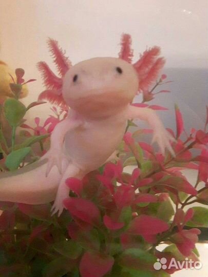 Передержка животных