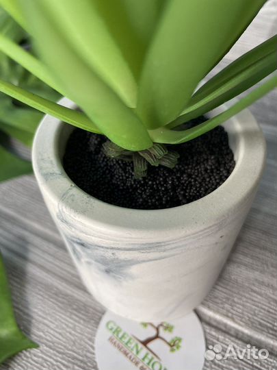 Суккуленты