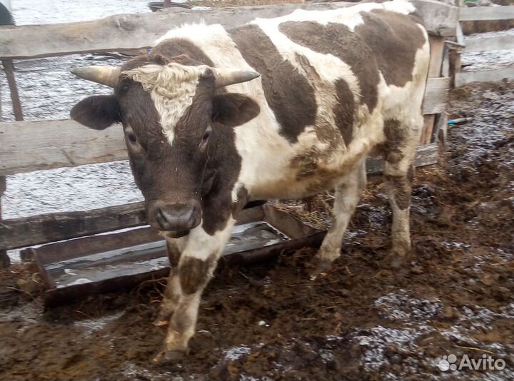 Быки на мясо