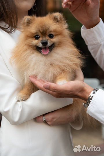 Собака для фотосессии