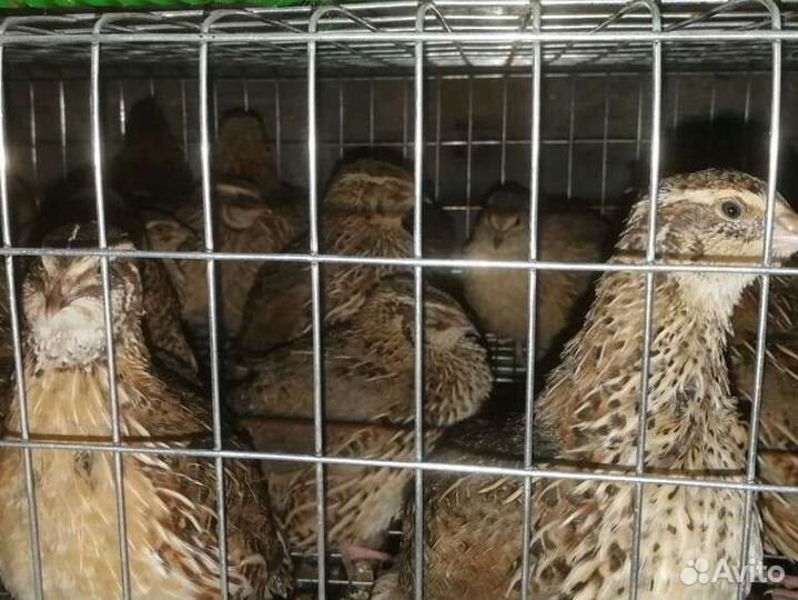 Перепёлки Яйца мясо перепелиные, клетки