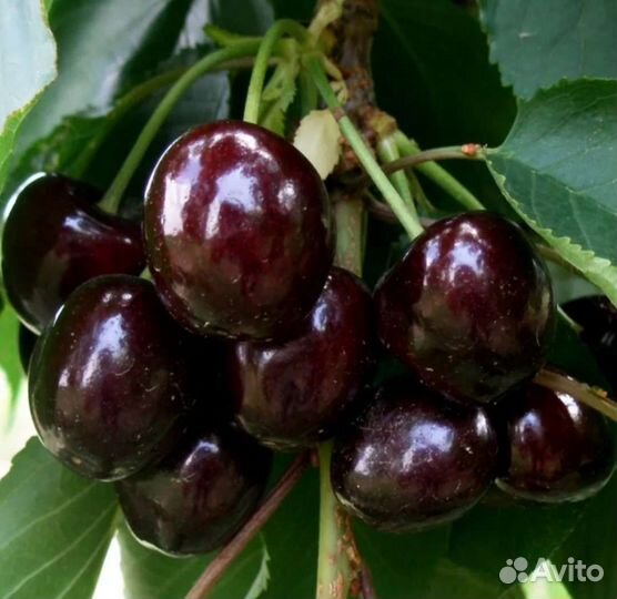 Саженцы плодовых деревьев и кустарников