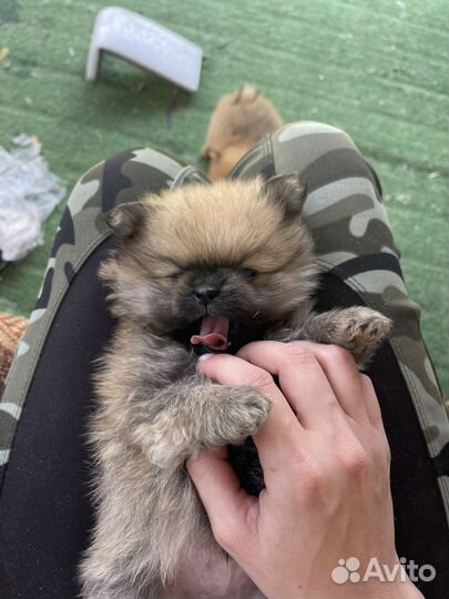 Щенки померанского шпица