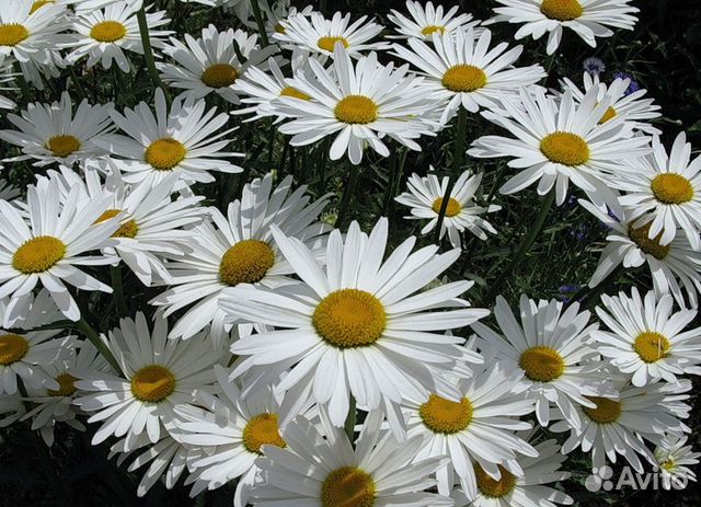 Корни ромашки