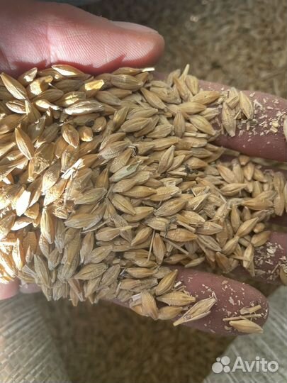 Пшеница, ячмень, овес