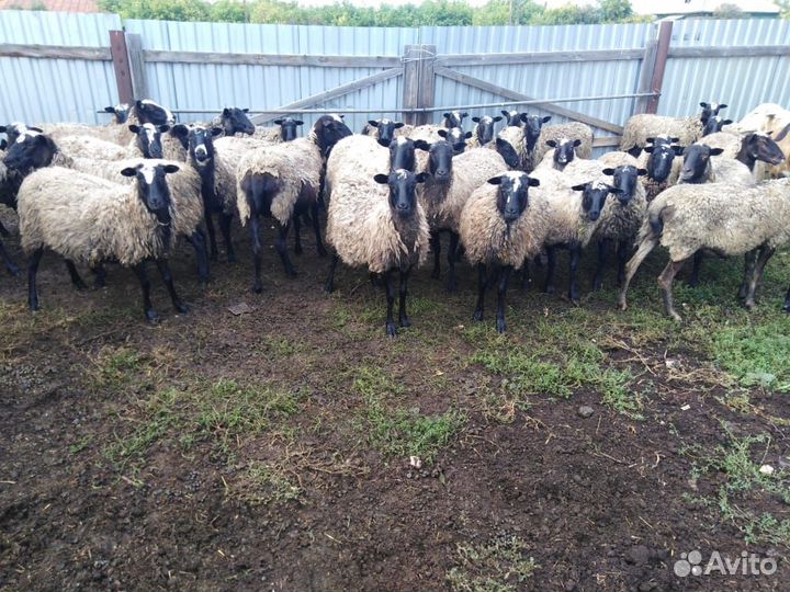 Овцы романовской породы