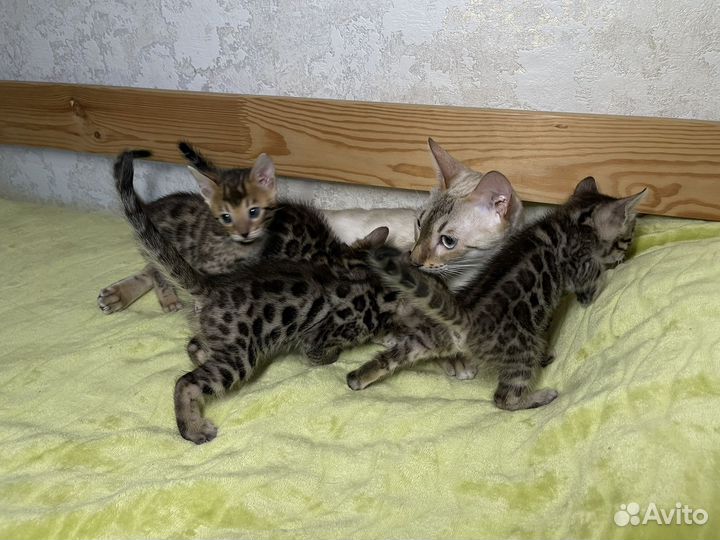 Бенгальские котята 09.04
