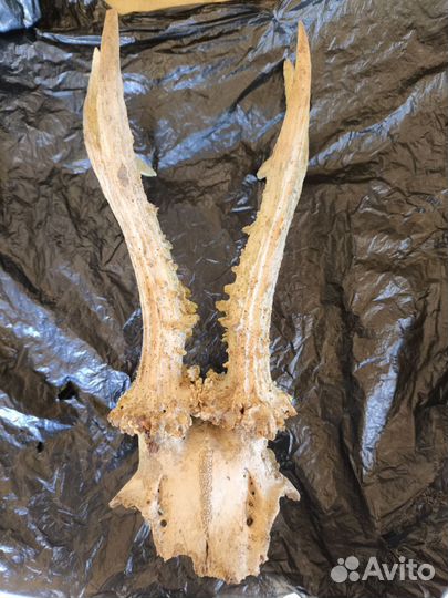 Рога косули, (наверно косули)