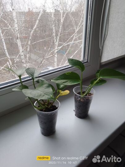 Комнатные цветы