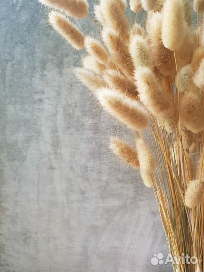 Лагурус натуральный, 100 шт в пучке