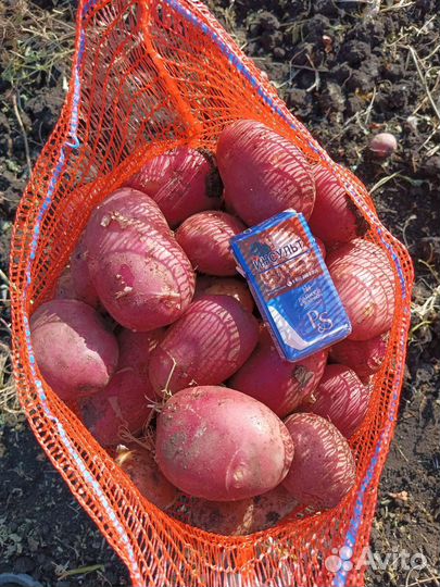 Продам картофель оптом