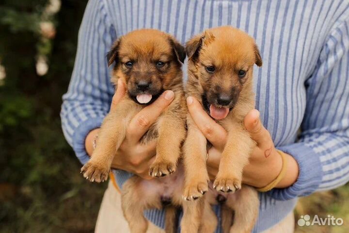 Собаки щенки