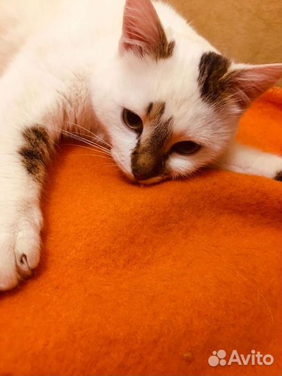 Шикарный котик