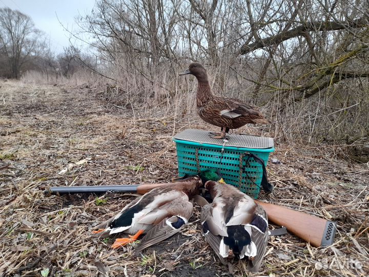 Подсадные утки (селезни)