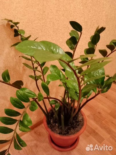 Замиокулькас