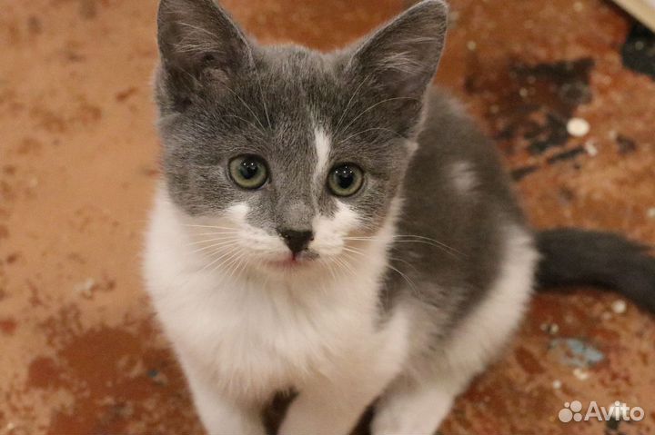 Котëнок в добрые руки из приюта