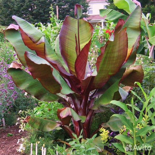 Драцена, Пальмы, Банан, Стрелиция