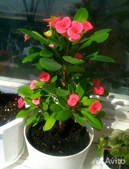 Молочай миля (эуфорбия)