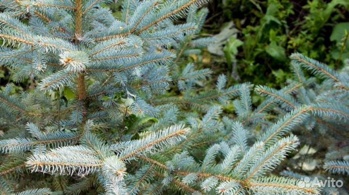 Ель голубая