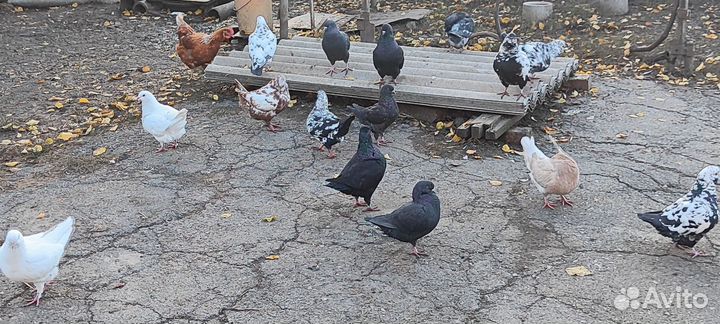 Голуби кинги